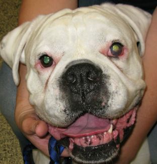 The 9/0 sutures resorbed around 6 weeks post-operatively